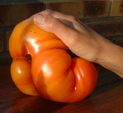 Une superbe tomate de 1200 grammes