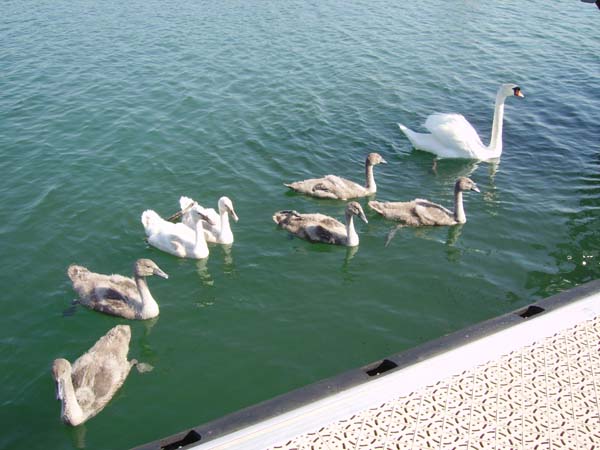 Fais-moi un cygne... au ponton plaisance de l'cluse de Logisneuf 